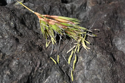 黒竹の花,クロチクの開花