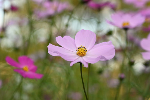 コスモスの花,開花時期