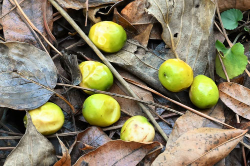 センダン,川楝子