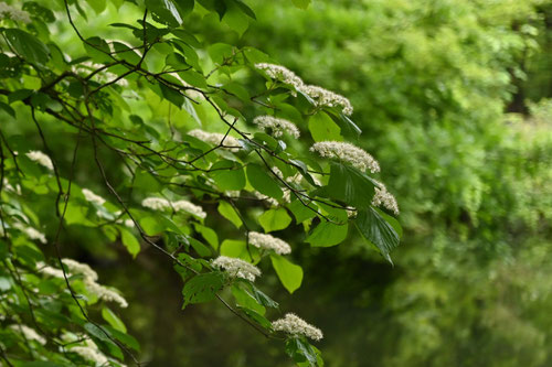 Flowering trees in August in May in Japan