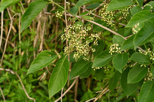 flower of spindle tree