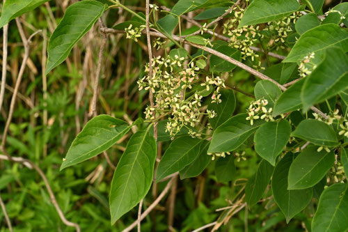 マユミ,まゆみ,flower of spindle tree