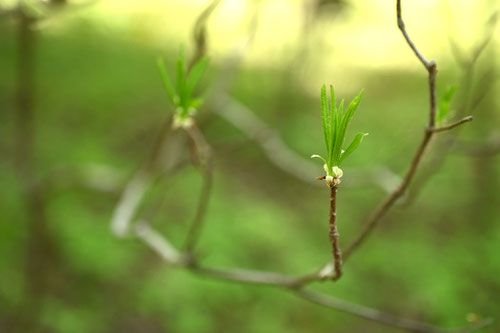 れんげつつじ,新芽,レンゲツツジ