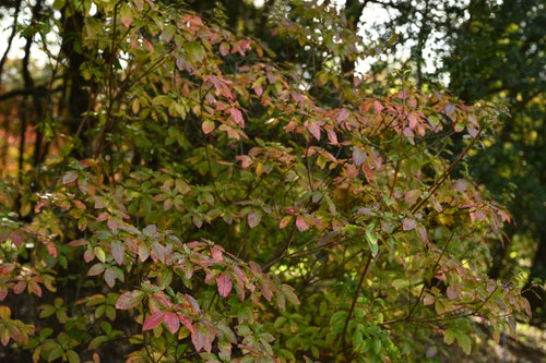 山採りバイカツツジ 梅1 H165cm W90cm