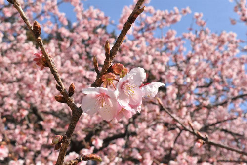 かんざくら,寒桜,画像