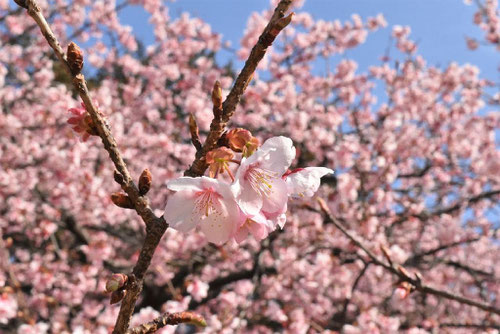 かんざくら,寒桜,画像