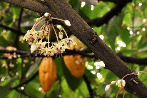 ココアの木,開花,かかお,カカオ,植物