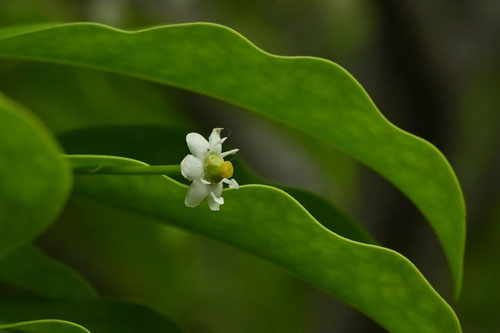 ソヨゴ,そよご,Longstalk Holly,flower