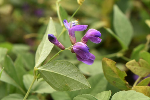 花,画像