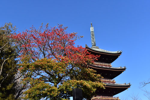 赤い実,上野東照宮,くろがねもち