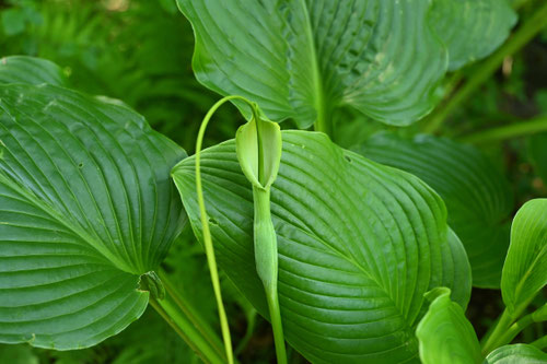 おおはんげ,植物,オオハンゲ