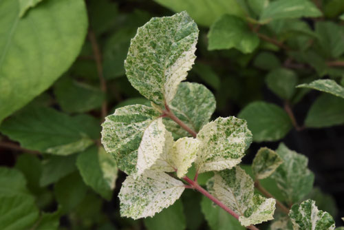 ガマズミの木,がまずみ,種類