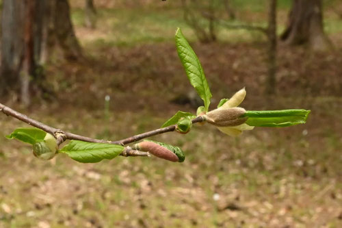 北辛夷の木の芽出し