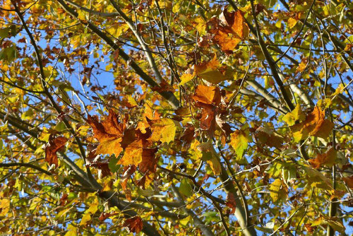 紅葉,ぷらたなす,すずかけのき,プラタナス
