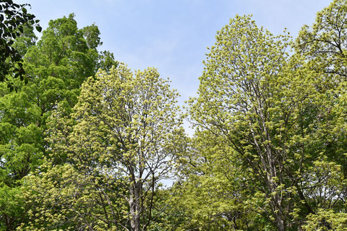 ひっこりー,樹木