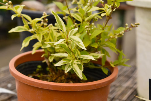 ひめうつぎ,植物