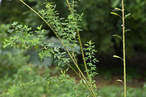 めどはぎ,植物