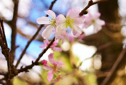 冬桜,画像,花,ふゆざくら,フユザクラ