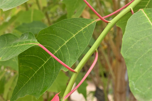 ぽいんせちあ,茎の様子,ポインセチア