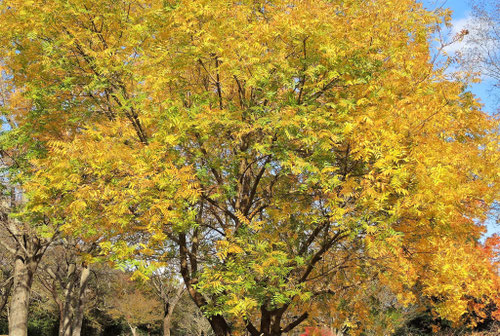 黄色く紅葉する樹木