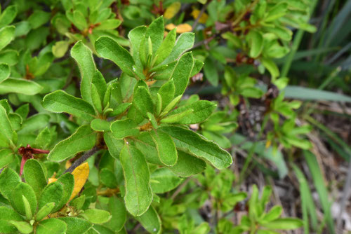りゅうきゅうつつじ,植物,樹木