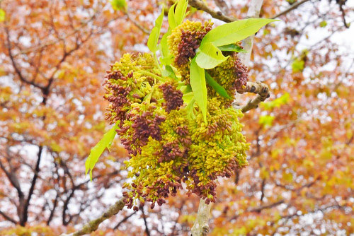 シオジの花,特徴,しおじ