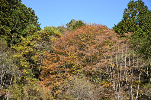 ぶなのき,画像,ブナ,樹木