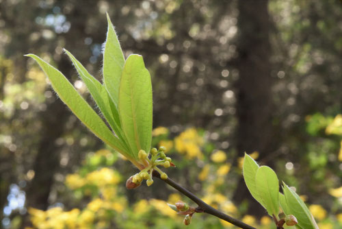 クロモジ,おおばくろもじ,黒文字の木