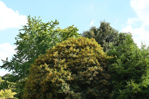 金木犀,きんもくせい,開花期,キンモクセイ