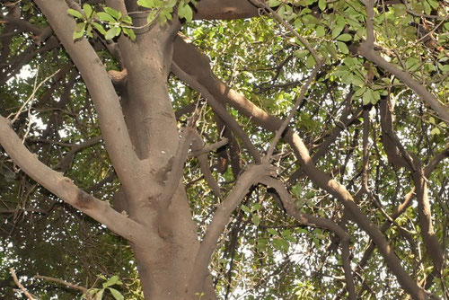 シキミ,樒,しきみ,幹,画像