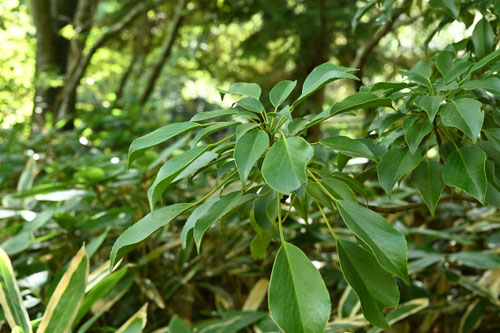 やまぐるま,植木,山車の木