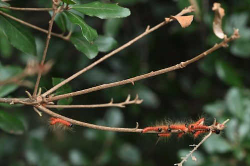 ウバメガシ,くろつまきしゃちほこ,うばめがし