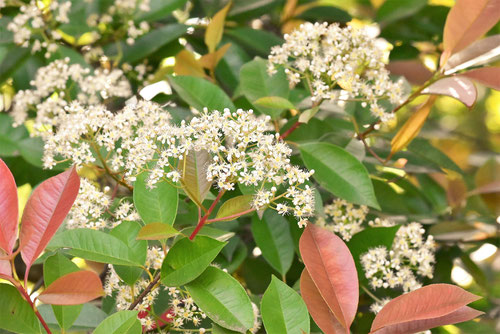 5月に咲く花,樹木