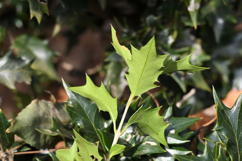 柊,ひいらぎ,ヒイラギ,植物