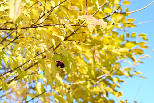 ツリバナ,つりばなの木は黄葉しますか