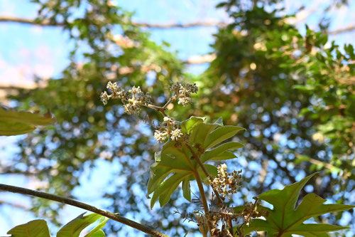 かみやつで,花,カミヤツデの花はどんな花