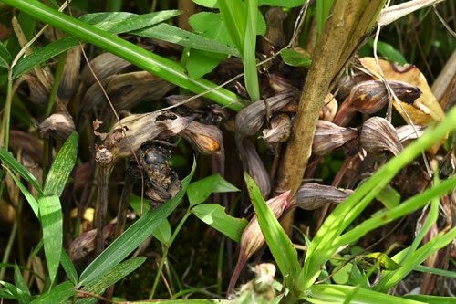 Aeginetia,plants