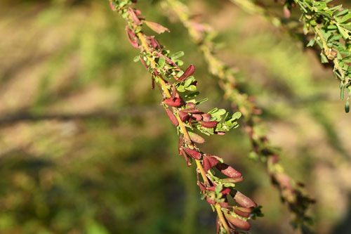 めどはぎ,植物