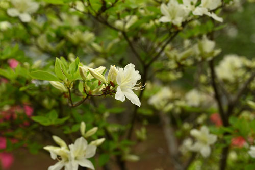 白花山躑躅