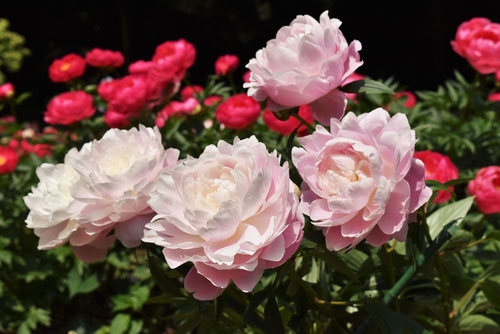 花弁が多いしゃくやく