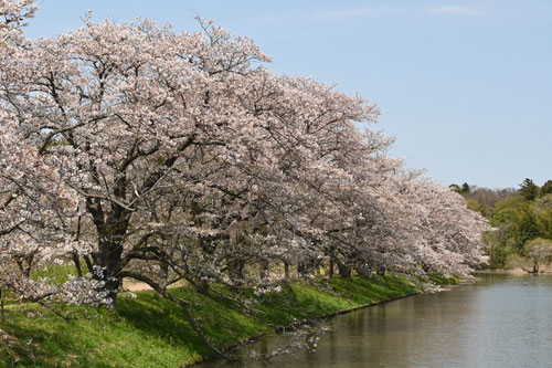 ソメイヨシノ,名所,そめいよしの