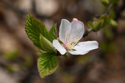 花,ユスラウメの木,ゆすらうめ,植物