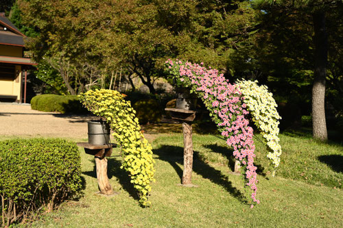 懸崖ギク,菊の仕立て
