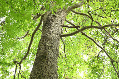 nissa tree in Japan