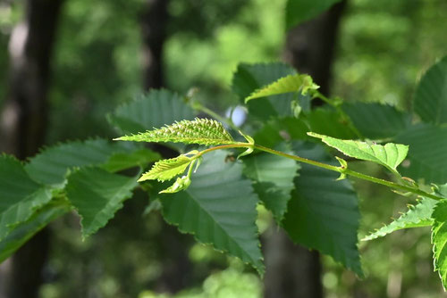 梓の木の葉,みずめ,ミズメ,樹木,植物