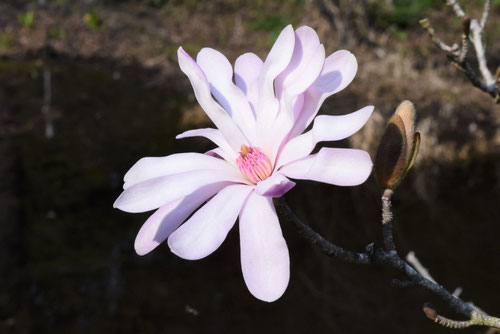 star magnolia