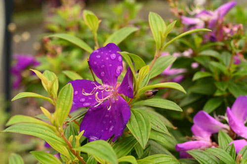 のぼたん,開花期