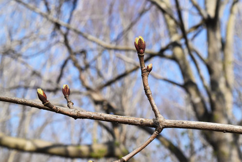 Lime-leaved maple