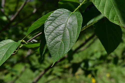 paper mulberry,picture.tree