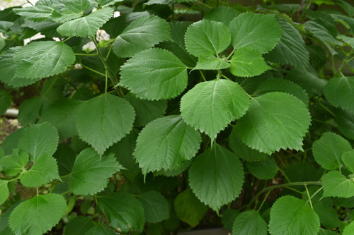 カラムシの葉,からむし,植物